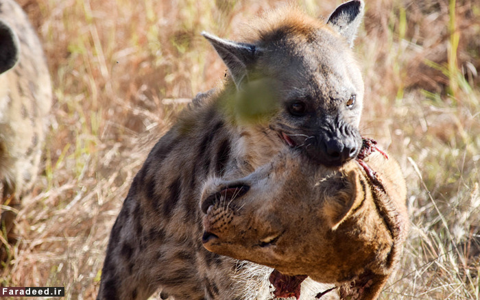 (تصاویر) عجیب و دیدنی از دنیای حیوانات