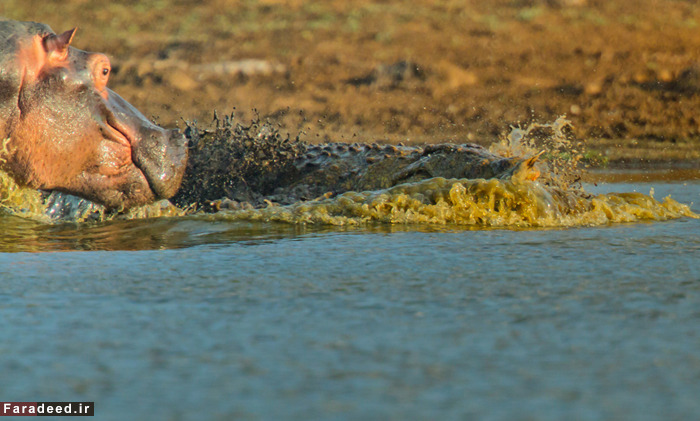 (تصاویر) عجیب و دیدنی از دنیای حیوانات