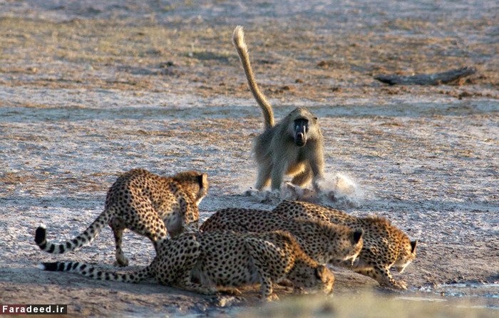 (تصاویر) عجیب و دیدنی از دنیای حیوانات