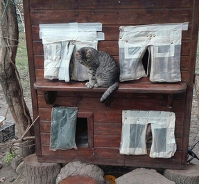 یک نفر برای گربه‌ها خانه‌ای با پتو و ظرف غذا ساخته است