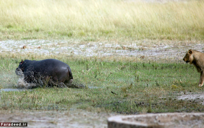 (تصاویر) عجیب و دیدنی از دنیای حیوانات