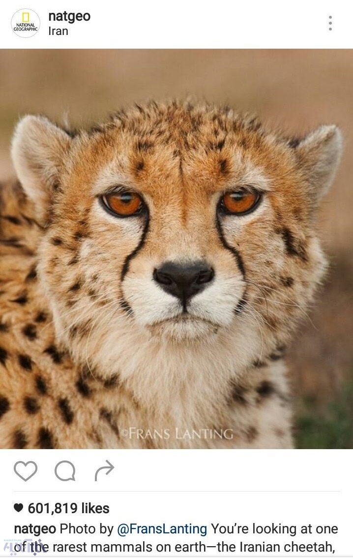 تصویری زیبا از یوزپلنگ ایرانی که نشنال جئوگرافیک منتشر کرد