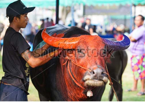 مسابقات بوفالو سواری چونبوری 2015 + تصاویر