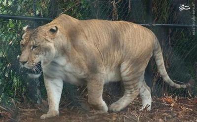  لایگر: حاصل آمیزش شیر نر و ببر ماده 