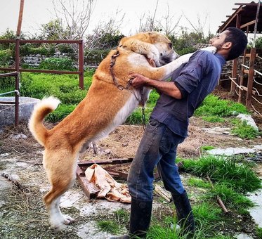 دوست داشتنی ترین چوپان ایرانی +عکس