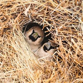 پرنده بومی آفریقای جنوبی، نامیبیا و بوتسوآنا است. تخصص اصلی این گونه از پرندگان، بافت آشیانه‌های بزرگی است که گاهی میزبان صدها گونه‌ی مختلف از پرندگان طی نسل‌های متعدد است. این آشیانه‌های عظیم‌الجثه از چوب و علف بافته می‌شوند. در سرمای شب اعماق این آشیانه‌ها از هوایی گرم و مناسب برخوردار است، محیطی که پرندگان را به خوبی گرم و راحت نگاه می‌دارد. 